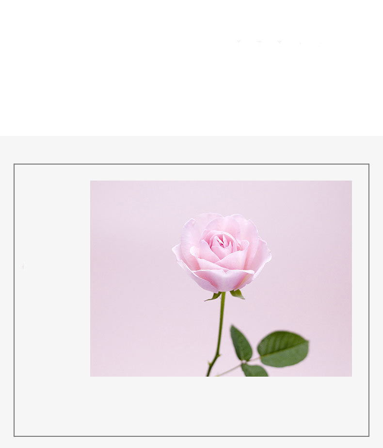 Solid Balm Female Light  Long Lasting Fragrance Antiperspirant Perfume Stick