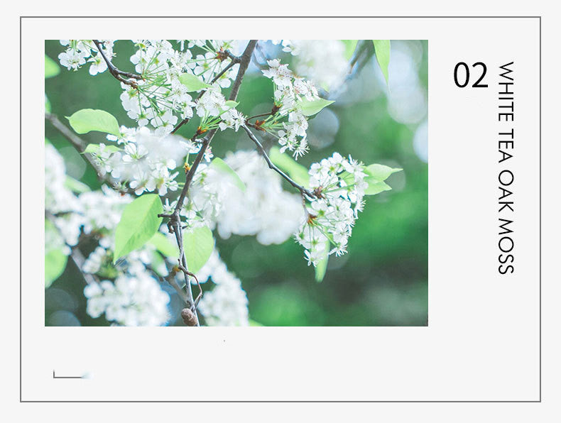 Solid Balm Female Light  Long Lasting Fragrance Antiperspirant Perfume Stick